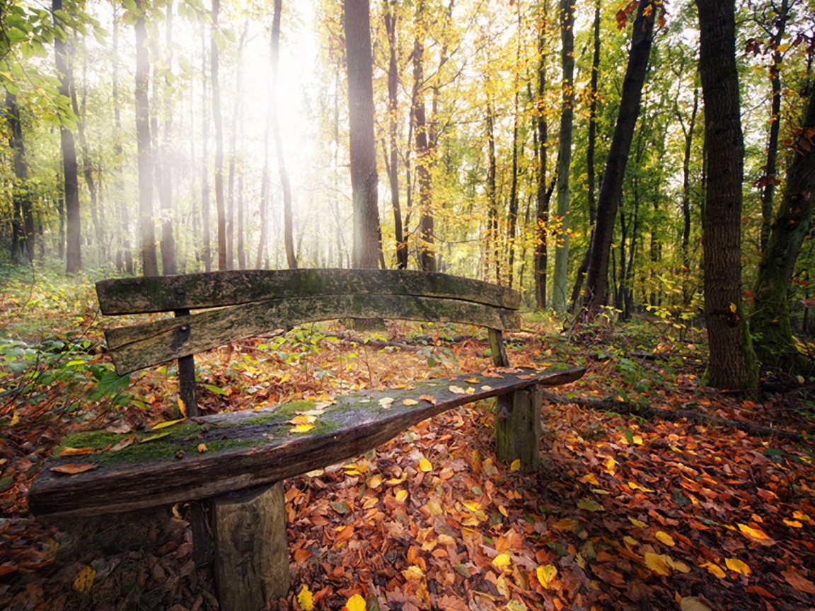 Beautiful Autumn Forest View for 1152 x 864 resolution