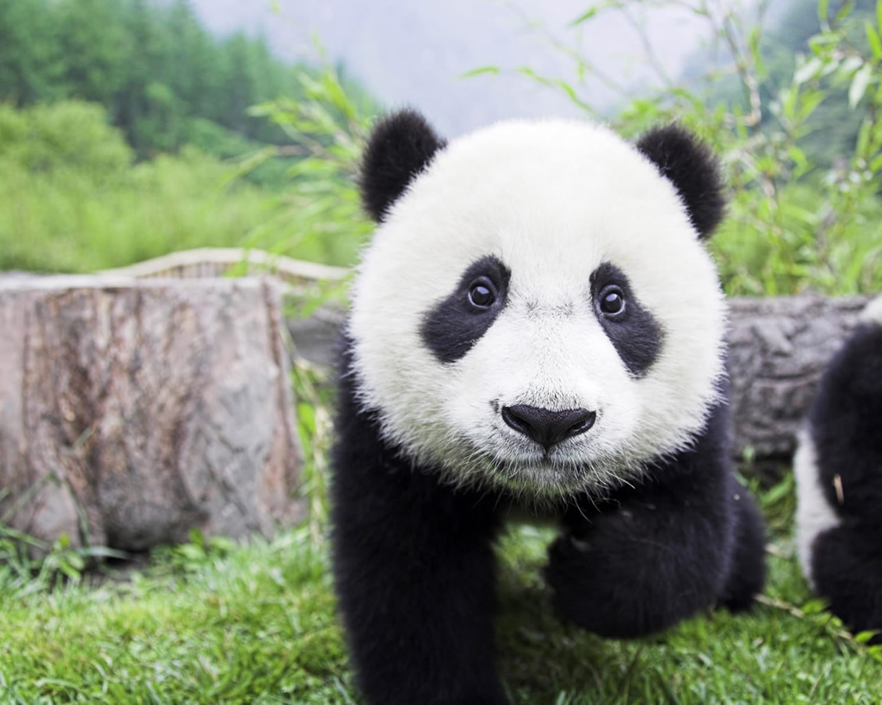 Beautiful Baby Panda for 1280 x 1024 resolution