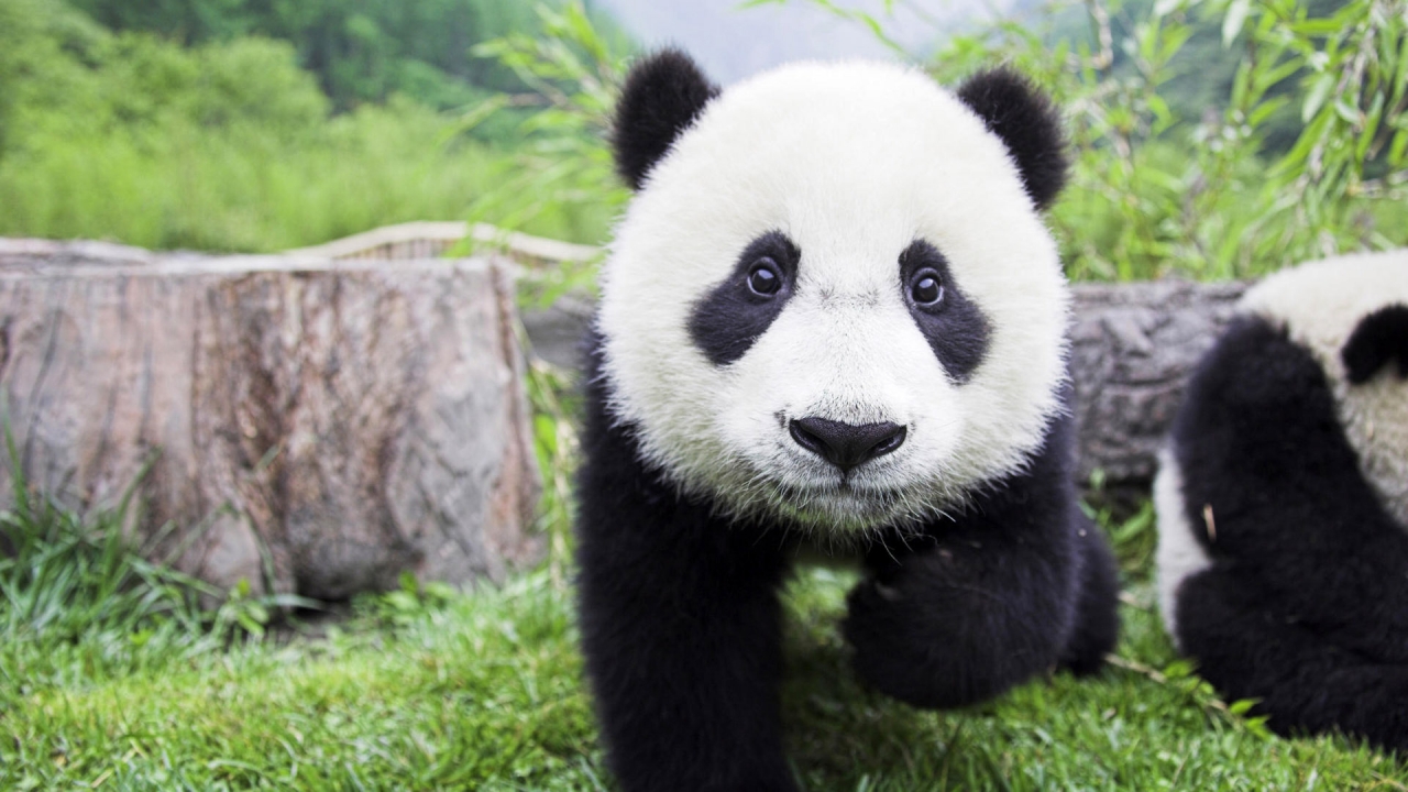 Beautiful Baby Panda for 1280 x 720 HDTV 720p resolution