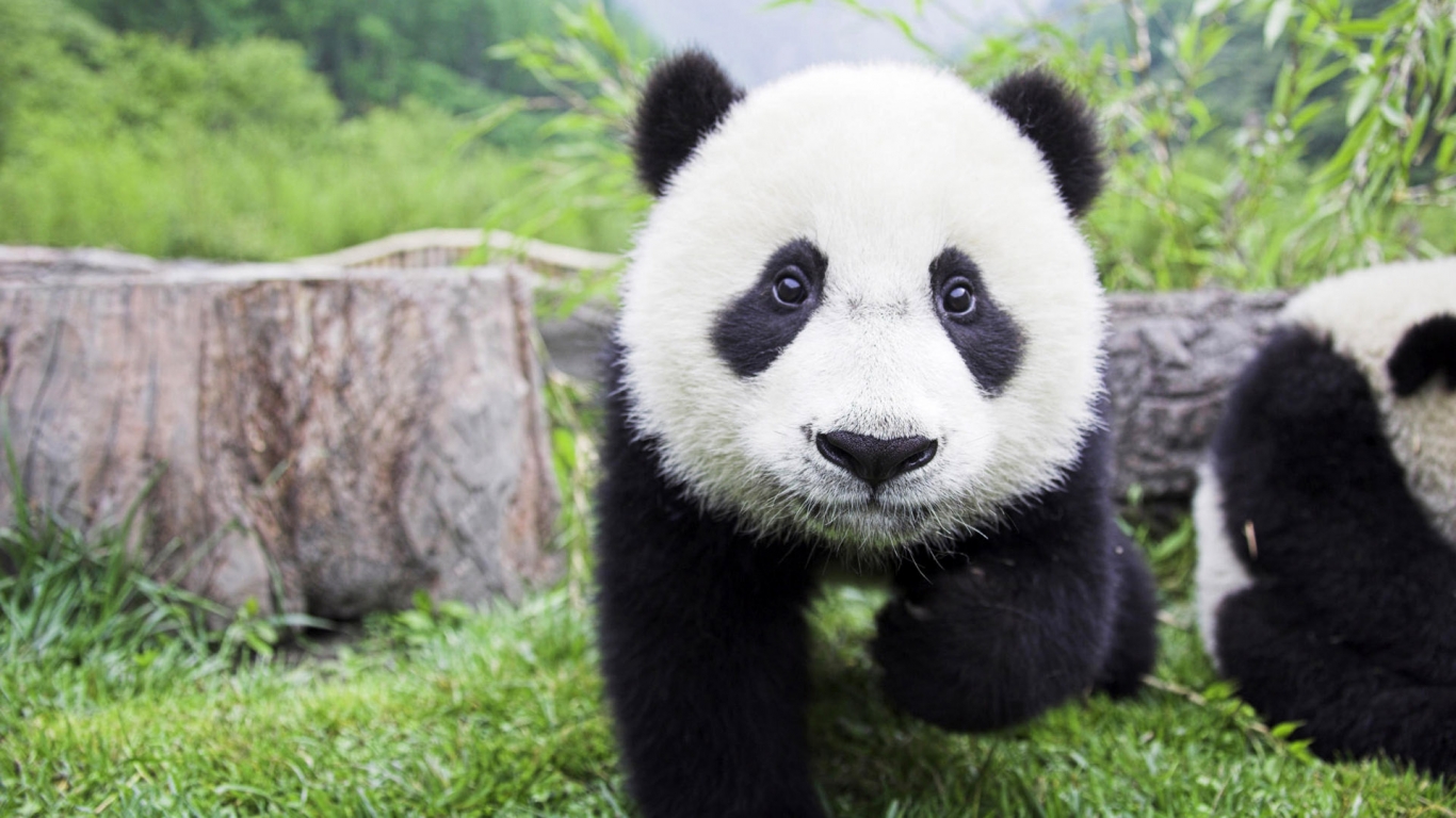 Beautiful Baby Panda for 1366 x 768 HDTV resolution
