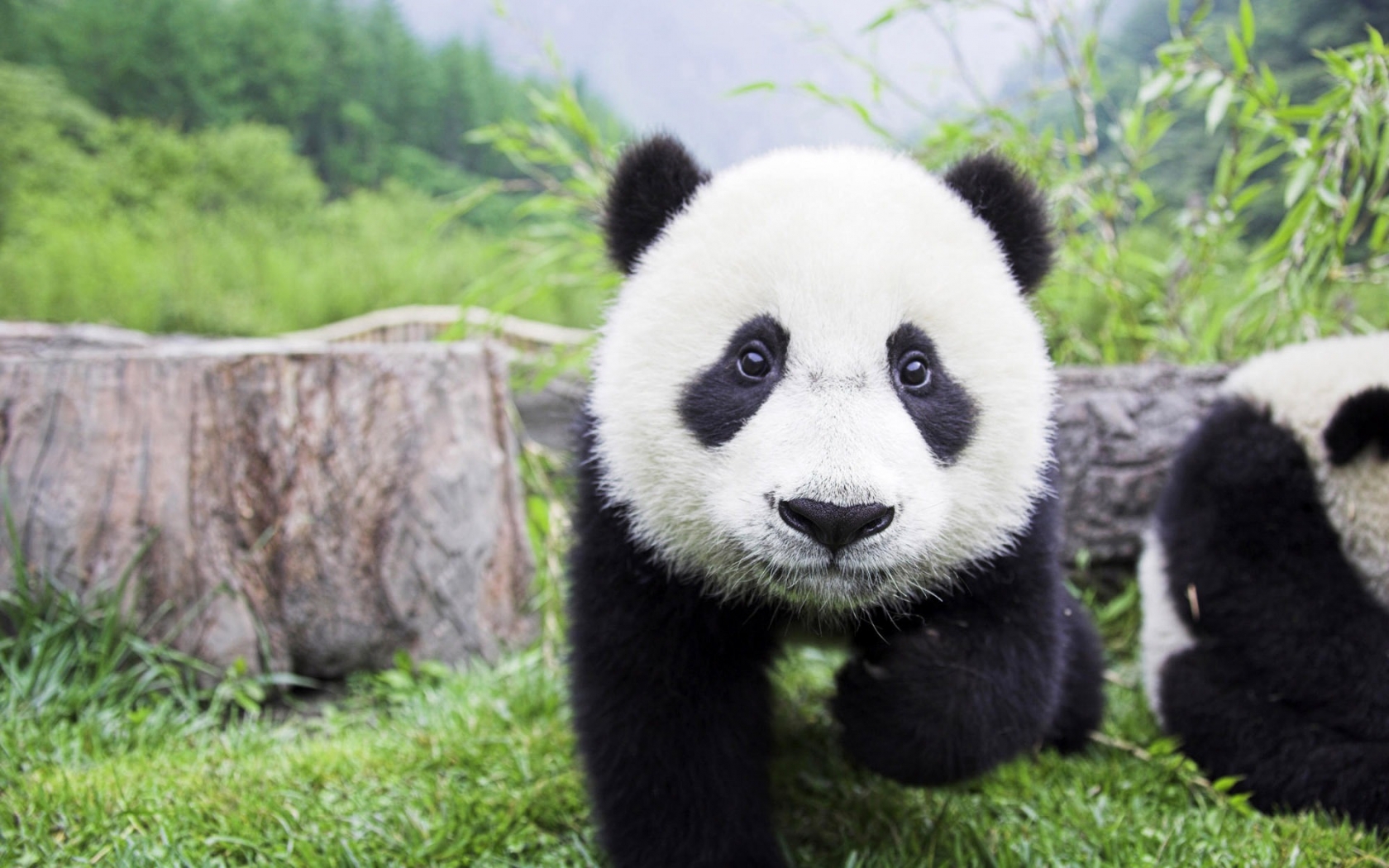 Beautiful Baby Panda for 1680 x 1050 widescreen resolution