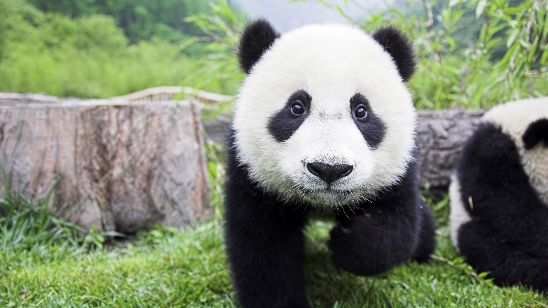Beautiful Baby Panda for 1920 x 1080 HDTV 1080p resolution