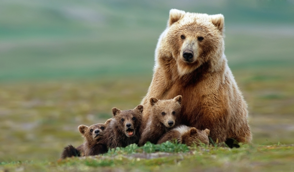 Beautiful Bear with Cubs for 1024 x 600 widescreen resolution