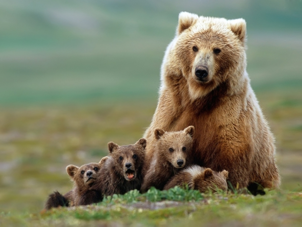 Beautiful Bear with Cubs for 1024 x 768 resolution