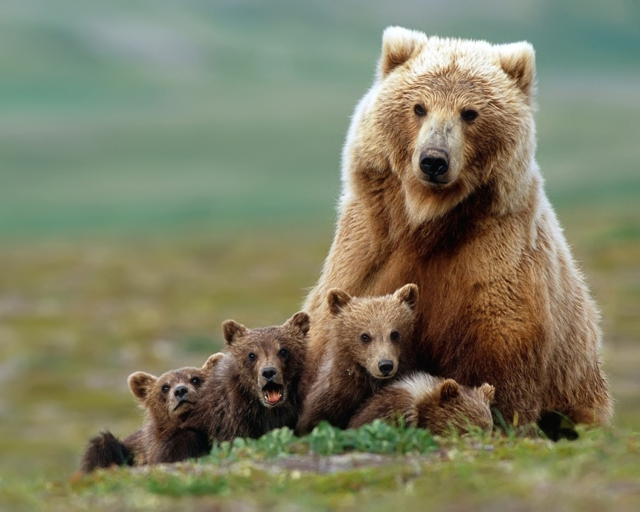 Beautiful Bear with Cubs for 1280 x 1024 resolution