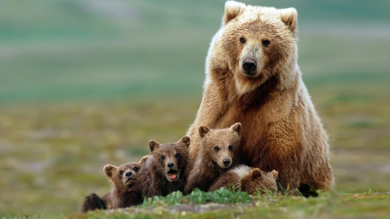 Beautiful Bear with Cubs for 1280 x 720 HDTV 720p resolution