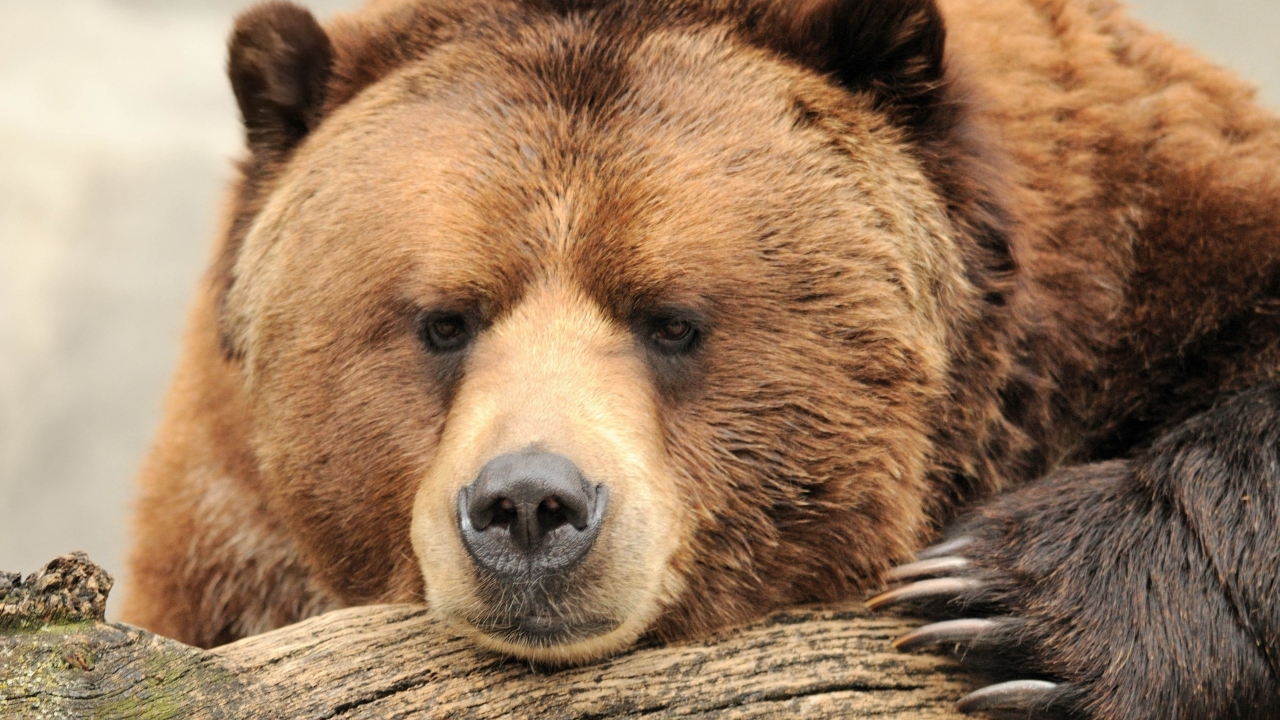 Beautiful Big Brown Bear for 1280 x 720 HDTV 720p resolution