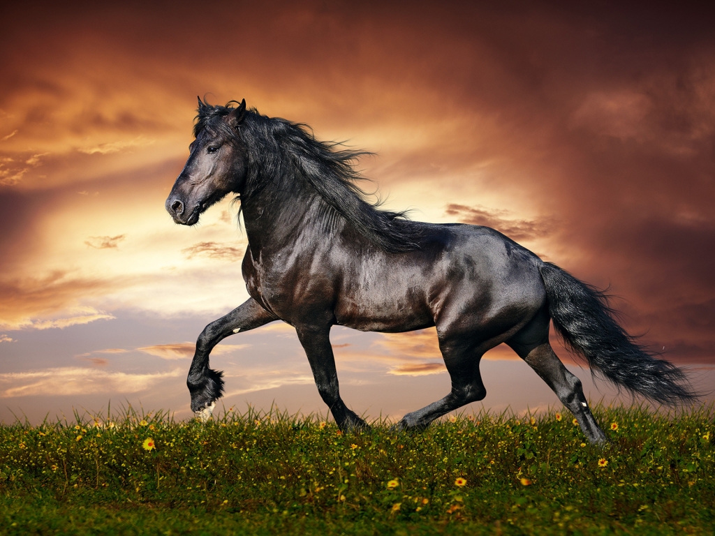 Beautiful Black Horse for 1024 x 768 resolution