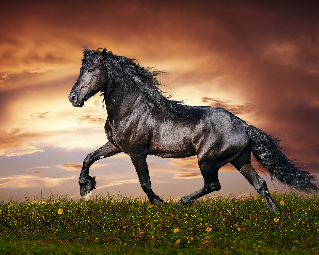 Beautiful Black Horse for 1280 x 1024 resolution