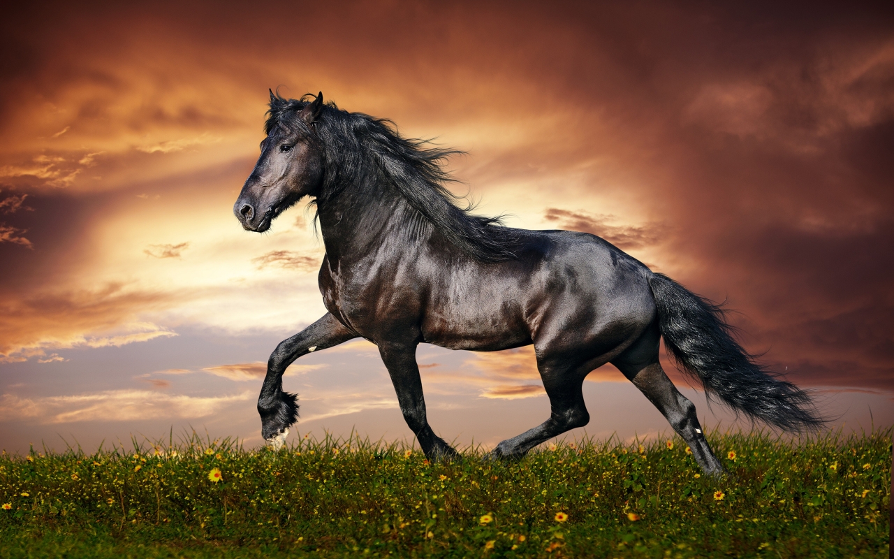 Beautiful Black Horse for 1280 x 800 widescreen resolution