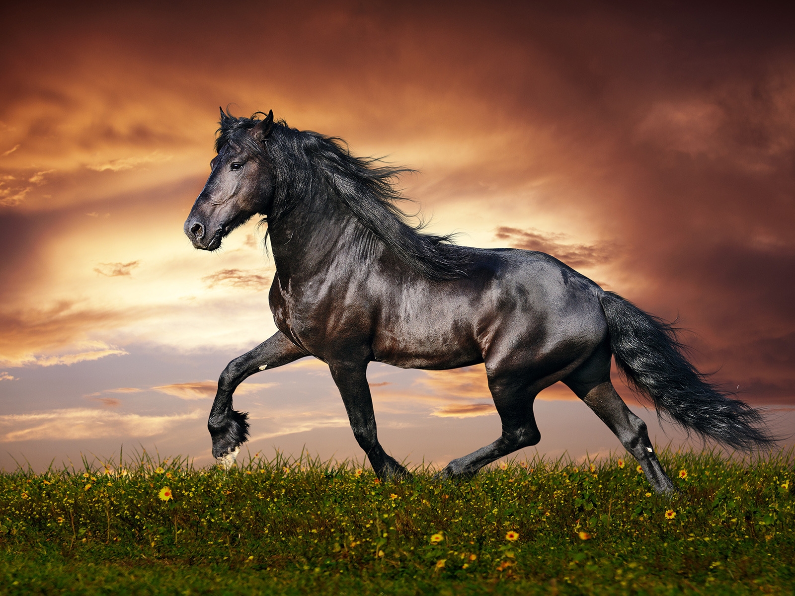 Beautiful Black Horse for 1600 x 1200 resolution