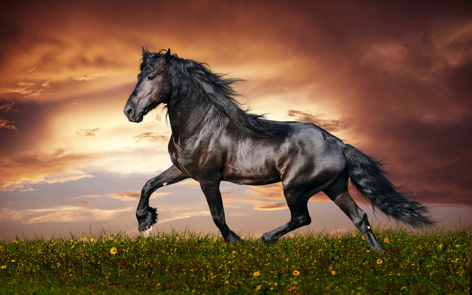 Beautiful Black Horse for 1920 x 1200 widescreen resolution