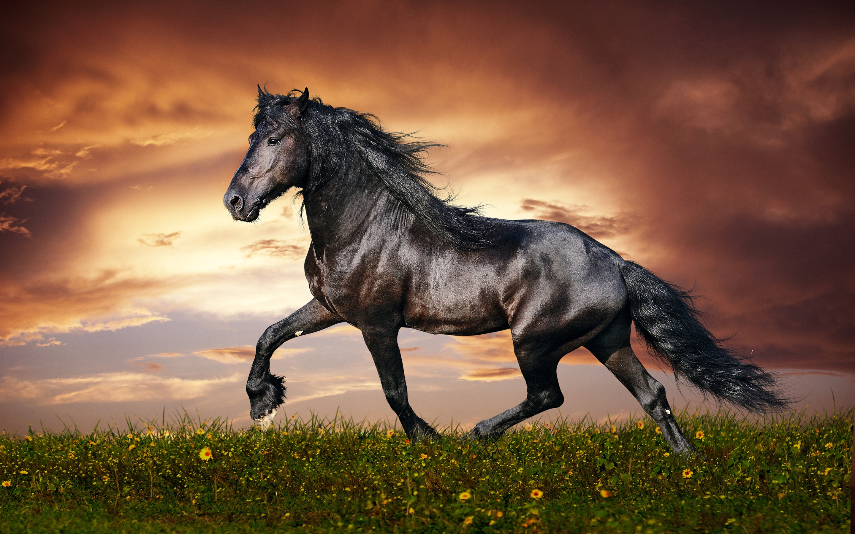 Beautiful Black Horse for 2880 x 1800 Retina Display resolution