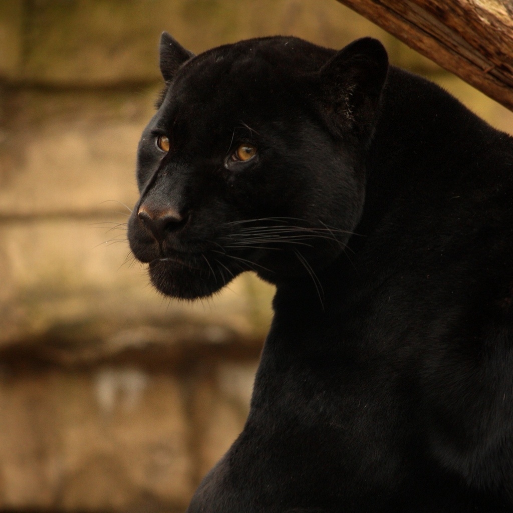 Beautiful Black Panther for 1024 x 1024 iPad resolution
