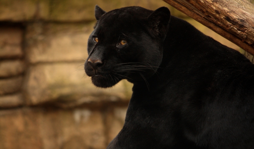 Beautiful Black Panther for 1024 x 600 widescreen resolution