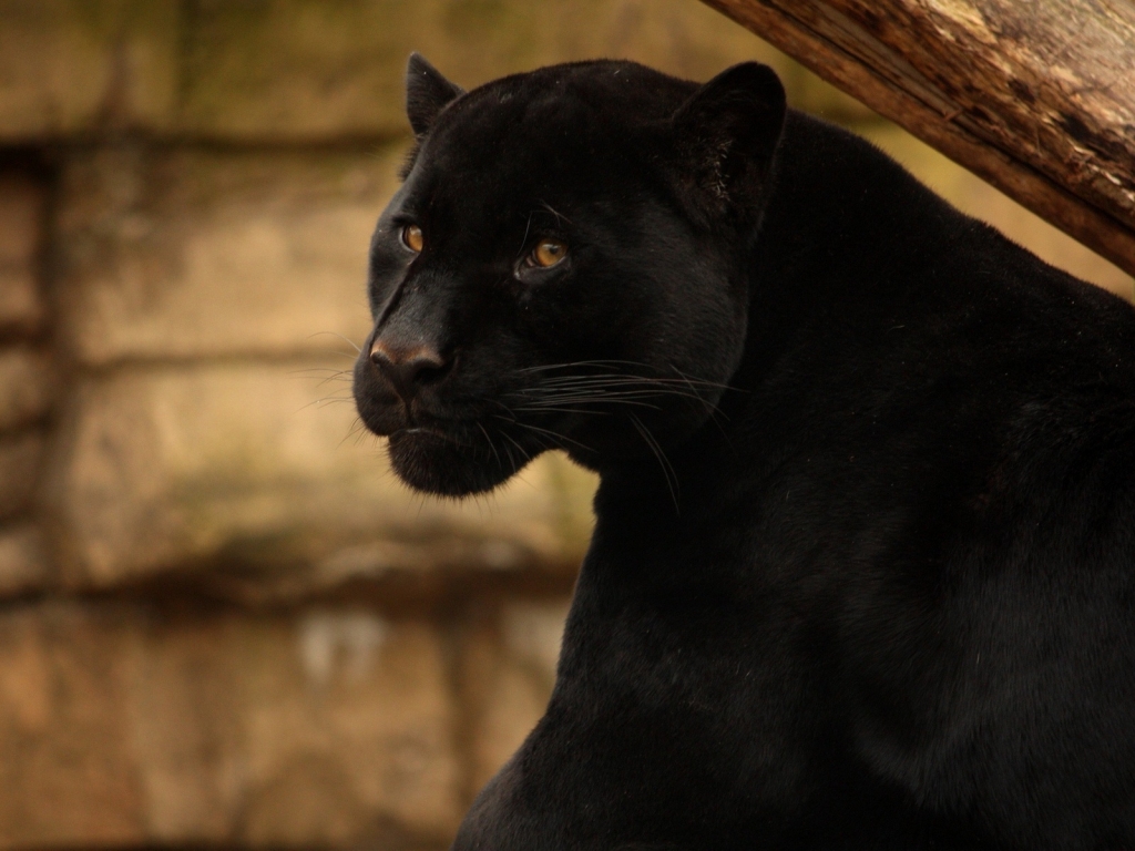 Beautiful Black Panther for 1024 x 768 resolution