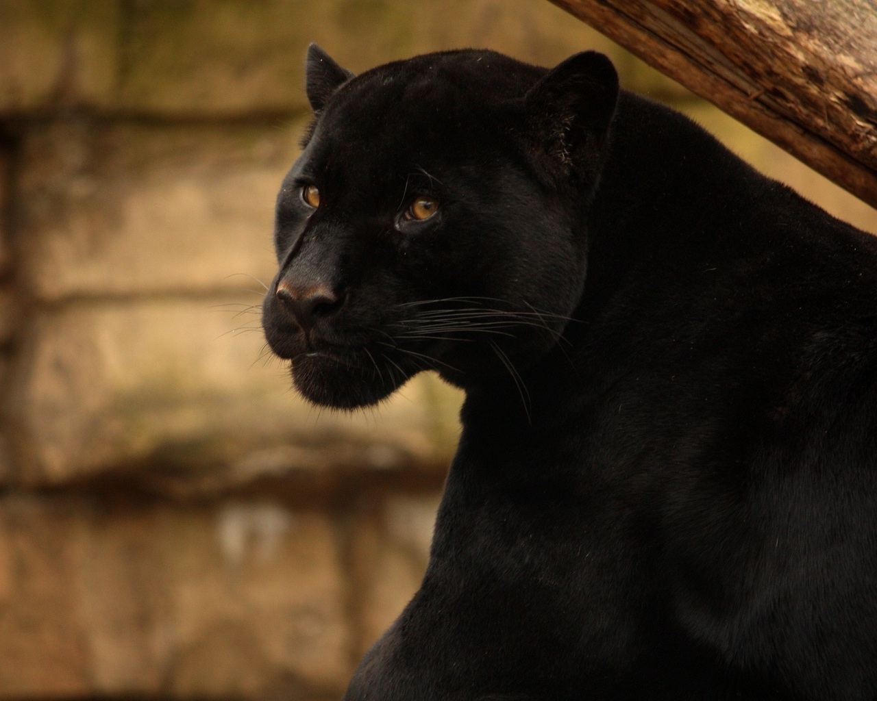 Beautiful Black Panther for 1280 x 1024 resolution