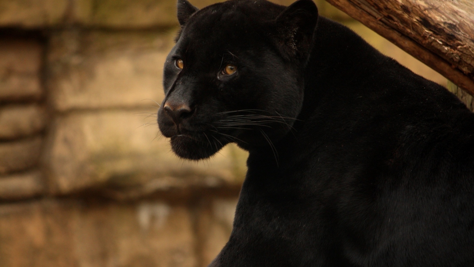 Beautiful Black Panther for 1536 x 864 HDTV resolution