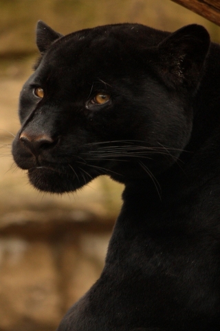 Beautiful Black Panther for 320 x 480 iPhone resolution