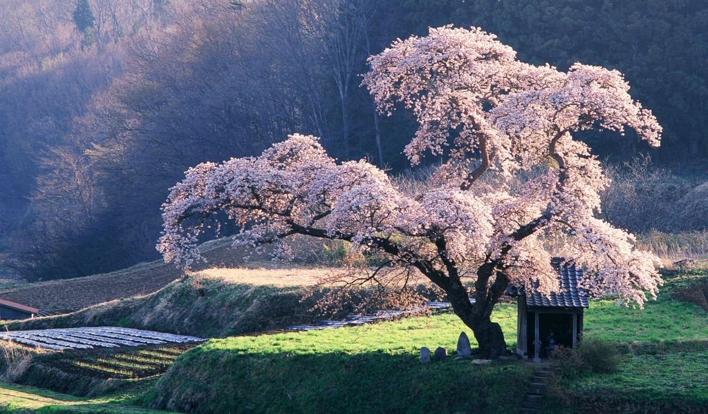 Beautiful blossoming tree for 1024 x 600 widescreen resolution