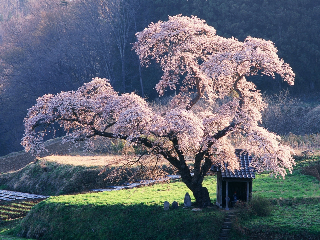 Beautiful blossoming tree for 1024 x 768 resolution