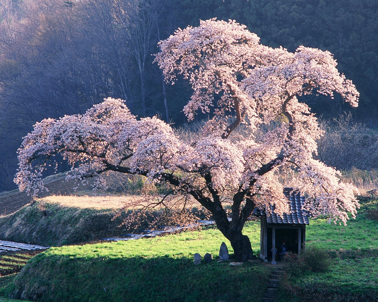 Blossoming Tree Wallpaper