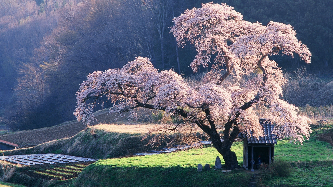 Beautiful blossoming tree for 1280 x 720 HDTV 720p resolution