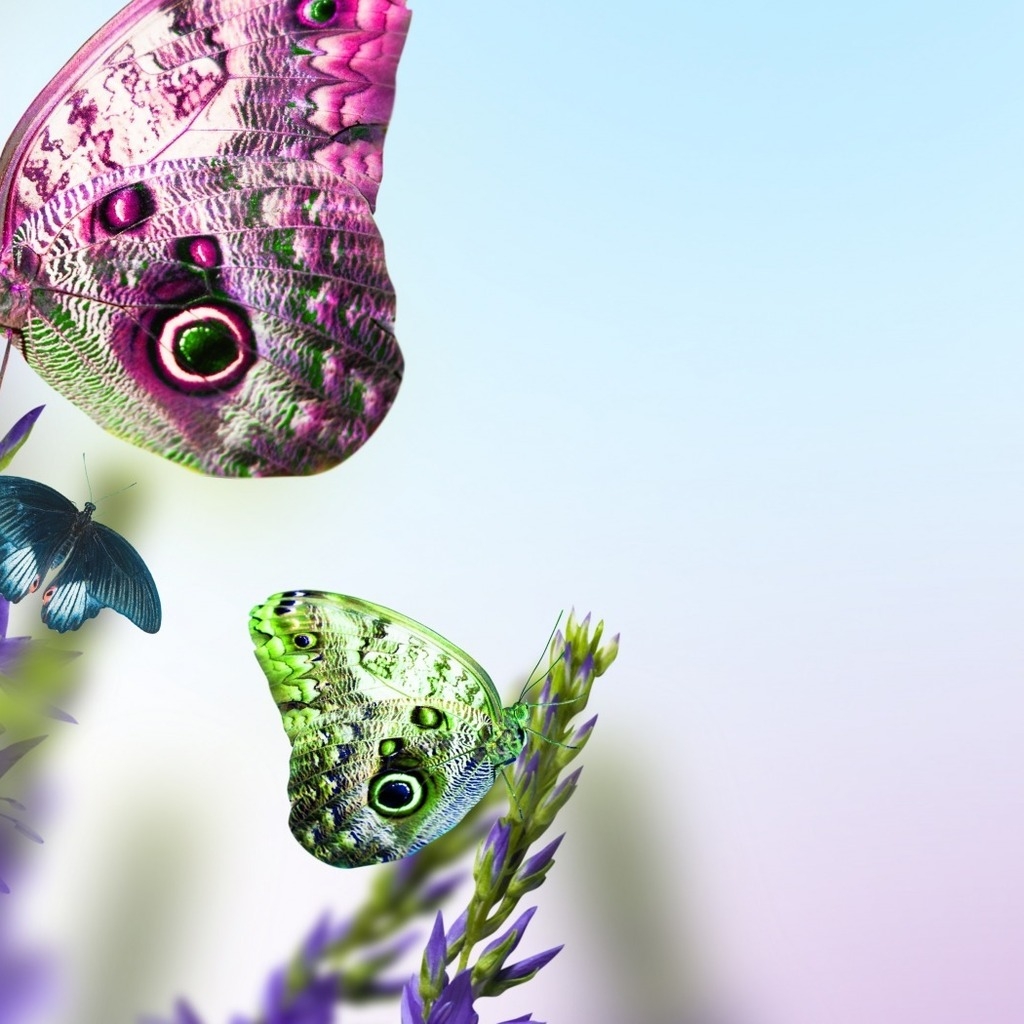 Beautiful Butterflies on Flowers for 1024 x 1024 iPad resolution