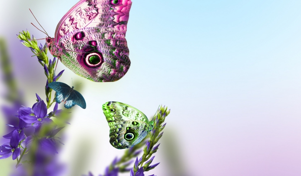 Beautiful Butterflies on Flowers for 1024 x 600 widescreen resolution