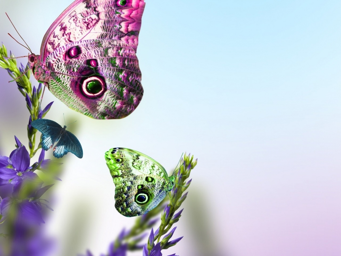 Beautiful Butterflies on Flowers for 1152 x 864 resolution