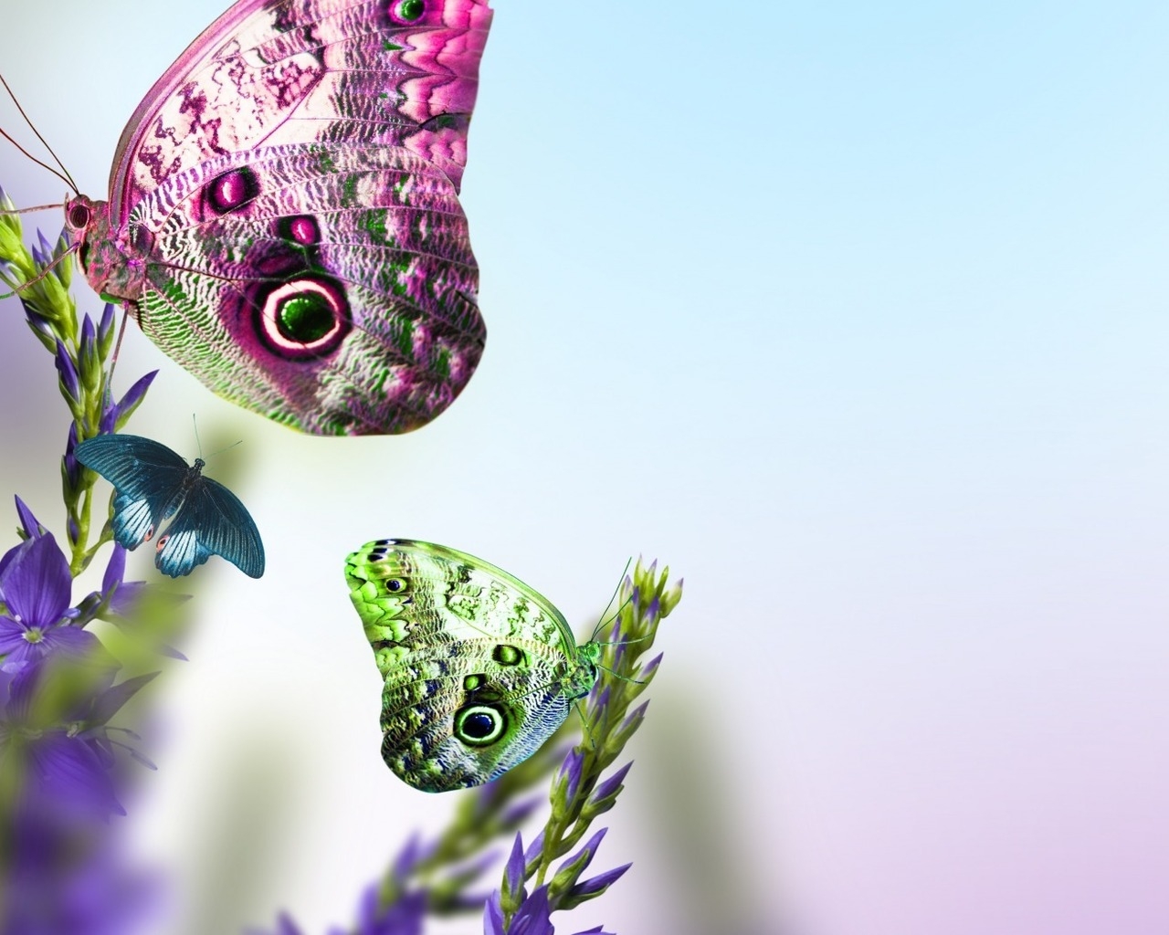 Beautiful Butterflies on Flowers for 1280 x 1024 resolution