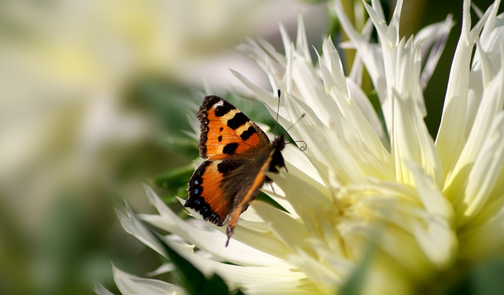 Beautiful Butterfly for 1024 x 600 widescreen resolution