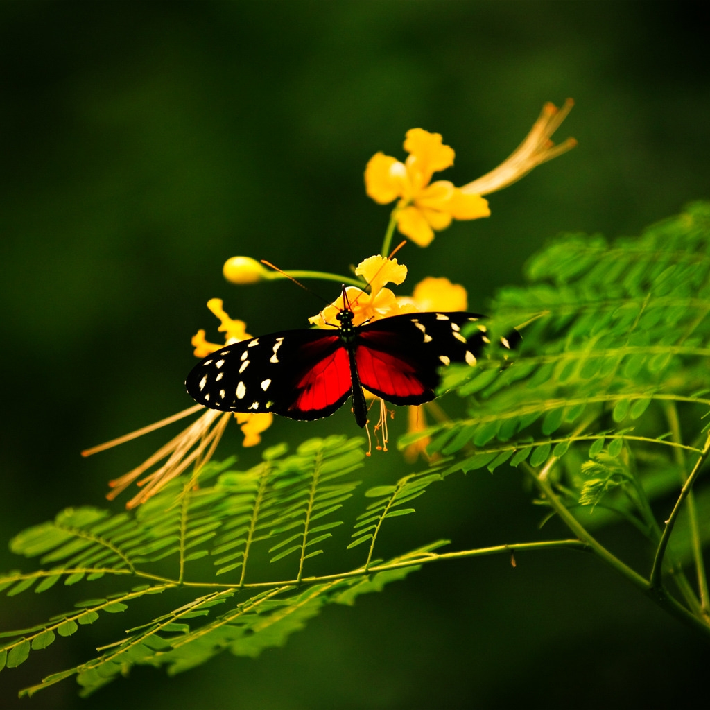 Beautiful Butterfly Alone for 1024 x 1024 iPad resolution