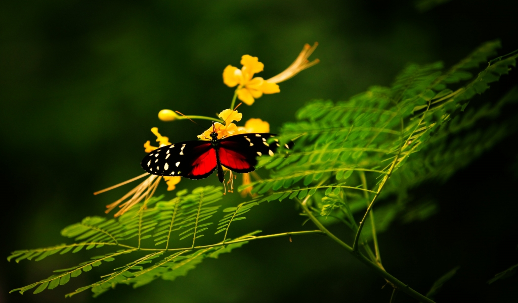 Beautiful Butterfly Alone for 1024 x 600 widescreen resolution