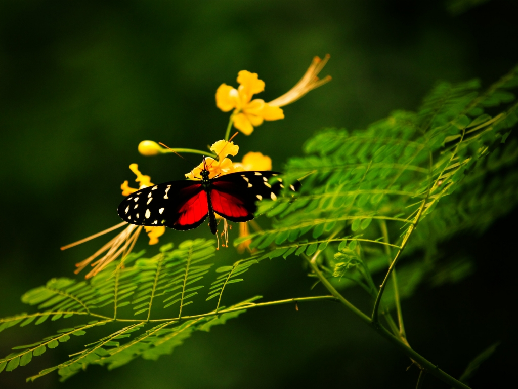 Beautiful Butterfly Alone for 1024 x 768 resolution