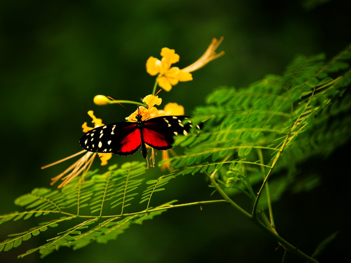Beautiful Butterfly Alone for 1152 x 864 resolution