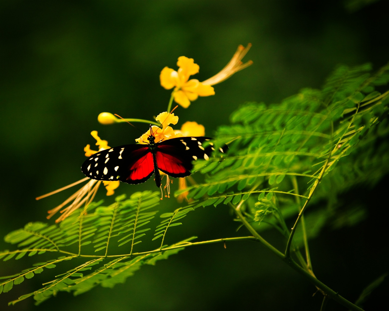 Beautiful Butterfly Alone for 1280 x 1024 resolution