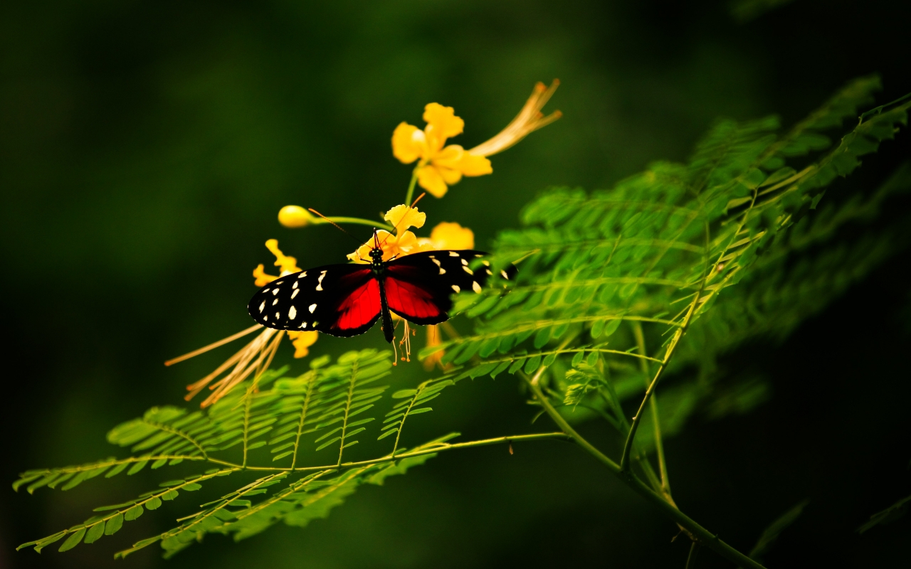 Beautiful Butterfly Alone for 1280 x 800 widescreen resolution