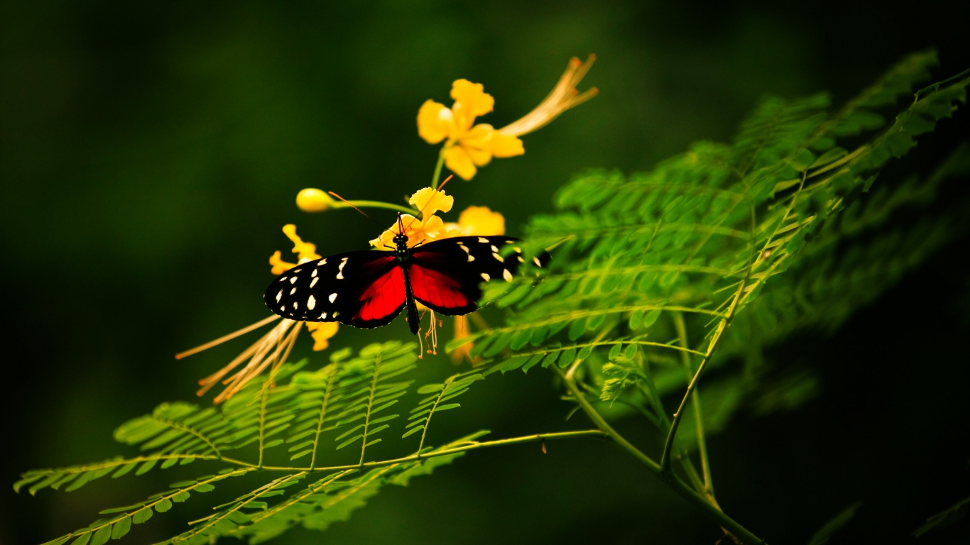Beautiful Butterfly Alone for 1366 x 768 HDTV resolution