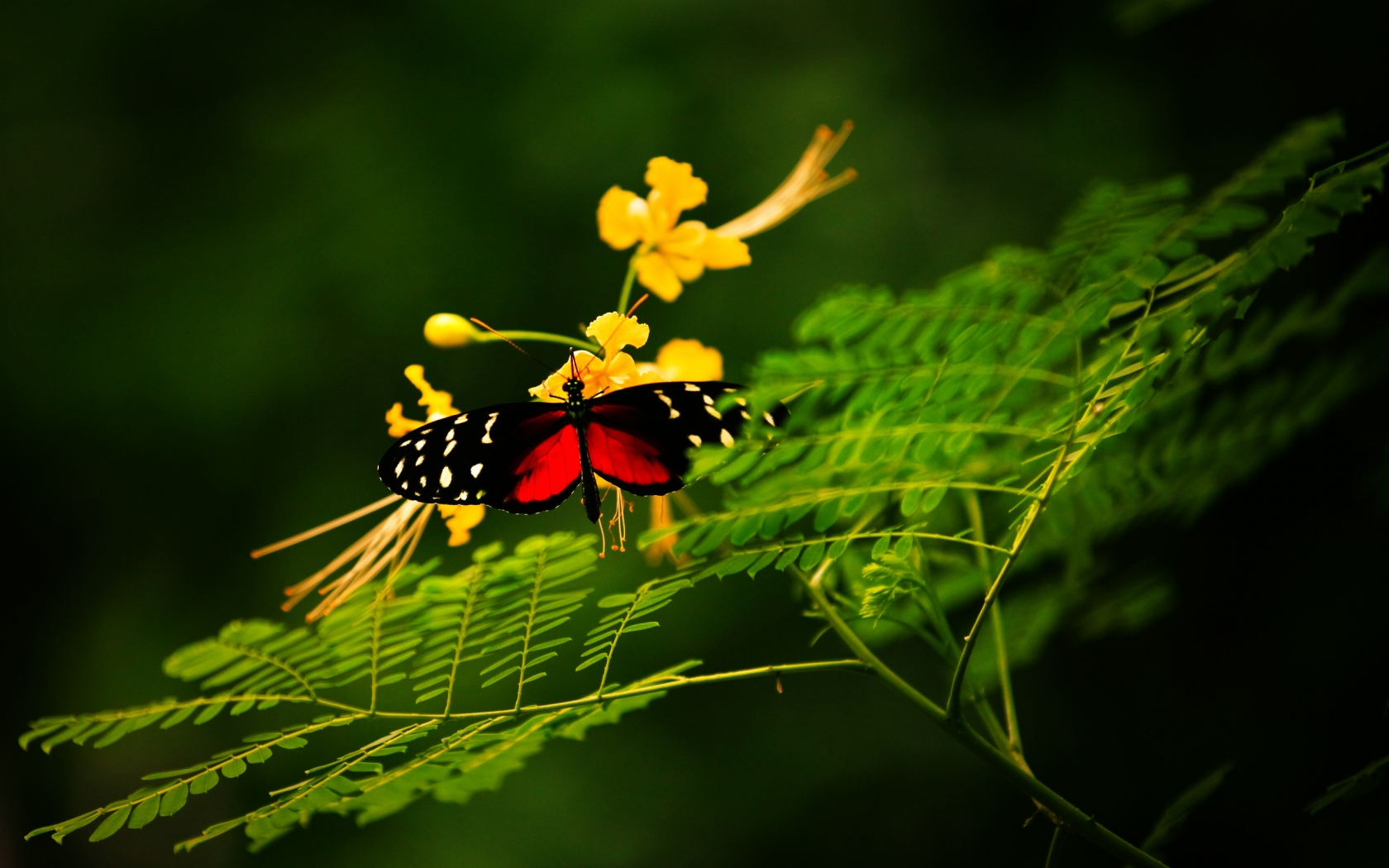 Beautiful Butterfly Alone for 1680 x 1050 widescreen resolution