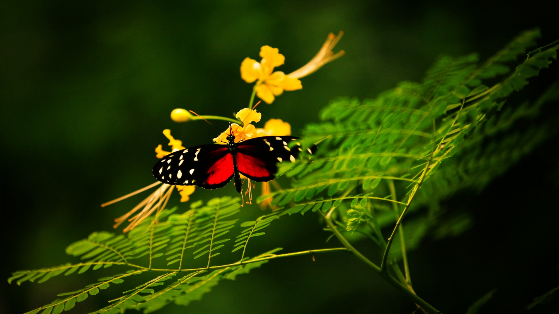 Beautiful Butterfly Alone for 1920 x 1080 HDTV 1080p resolution