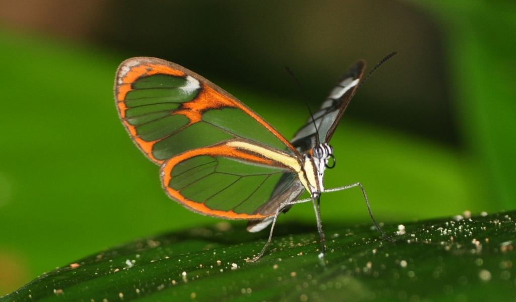 Beautiful Butterfly on Leaf for 1024 x 600 widescreen resolution