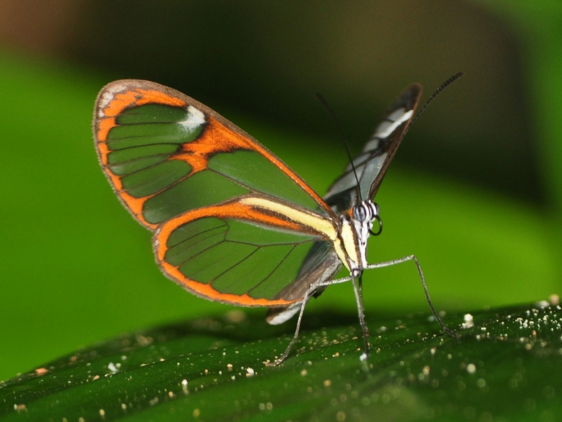 Beautiful Butterfly on Leaf for 1152 x 864 resolution