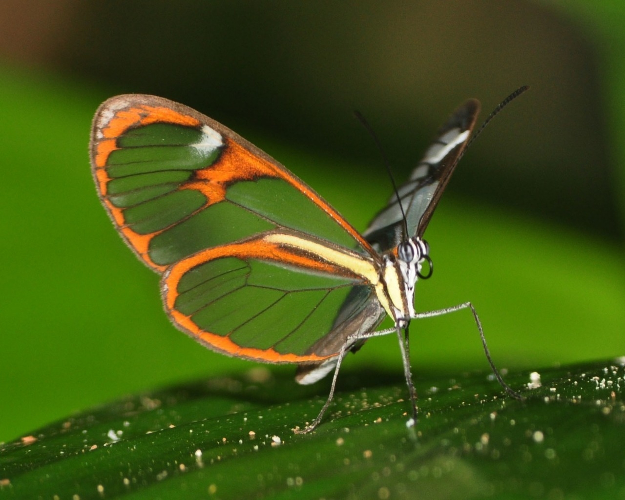 Beautiful Butterfly on Leaf for 1280 x 1024 resolution