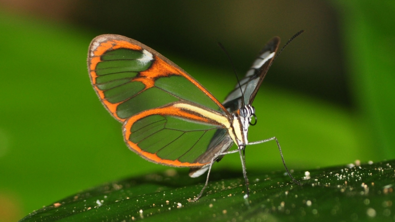 Beautiful Butterfly on Leaf for 1280 x 720 HDTV 720p resolution
