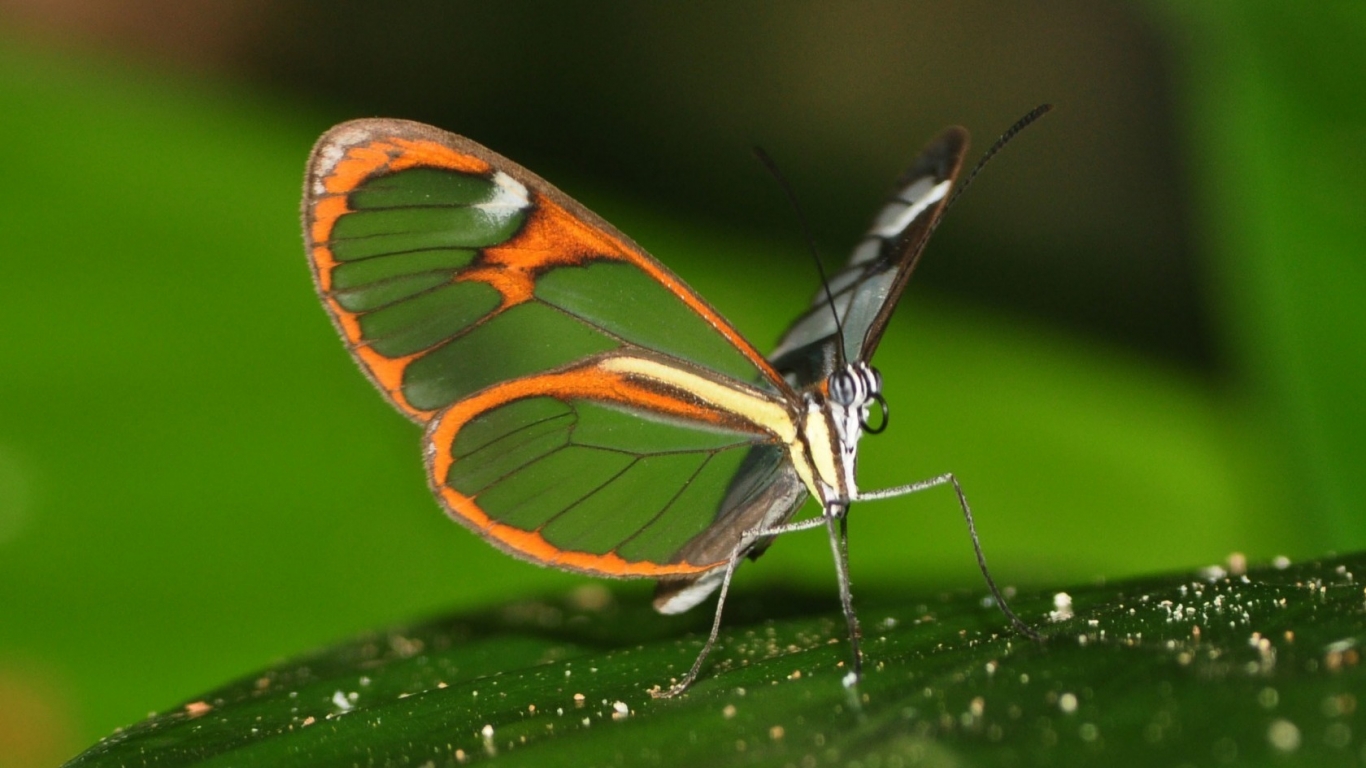 Beautiful Butterfly on Leaf for 1366 x 768 HDTV resolution