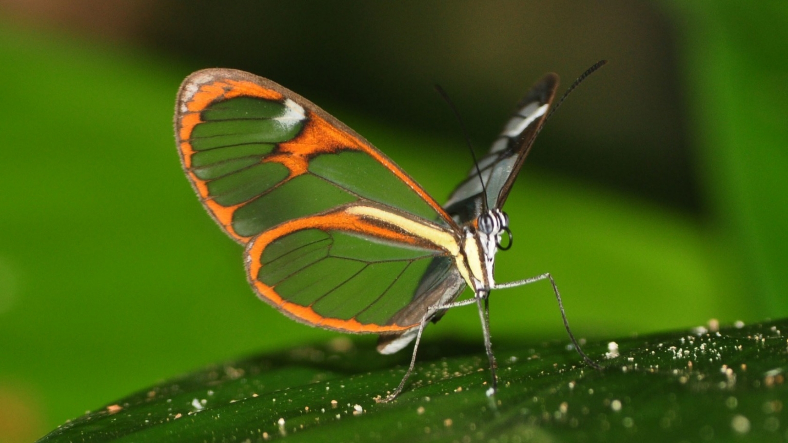 Beautiful Butterfly on Leaf for 1536 x 864 HDTV resolution