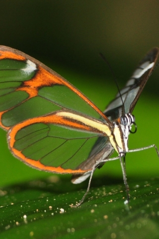 Beautiful Butterfly on Leaf for 320 x 480 iPhone resolution