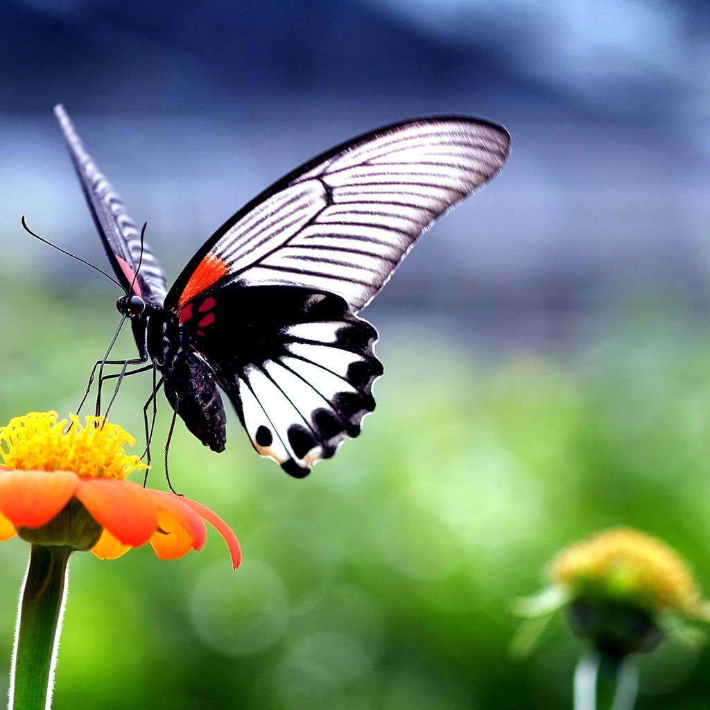 Beautiful Butterfly on Orange Flower for 1024 x 1024 iPad resolution