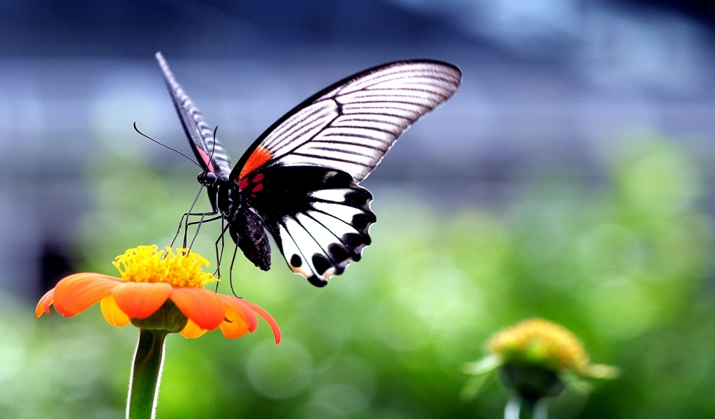 Beautiful Butterfly on Orange Flower for 1024 x 600 widescreen resolution